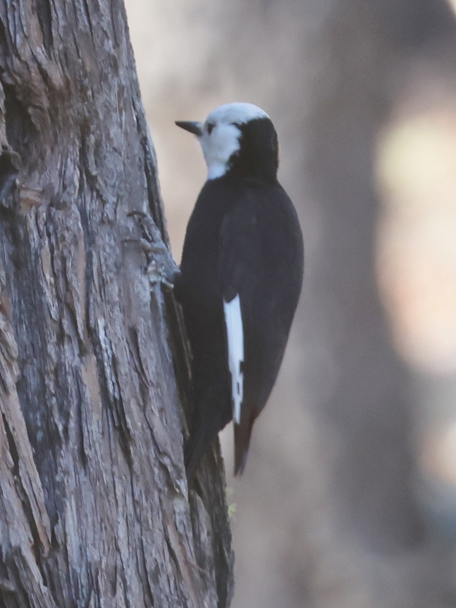 White-headed Woodpecker - ML646352629
