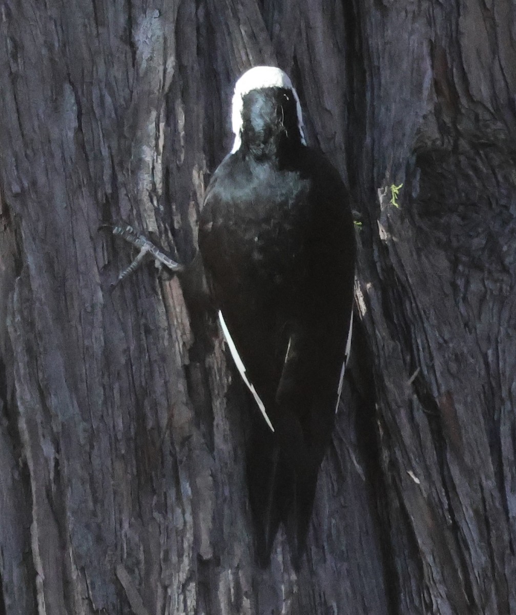 White-headed Woodpecker - ML646352630