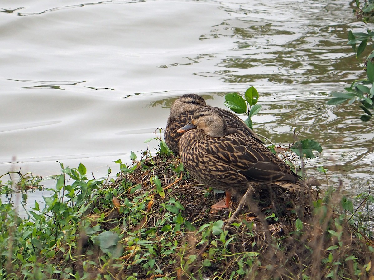 Mottled Duck - ML646352636