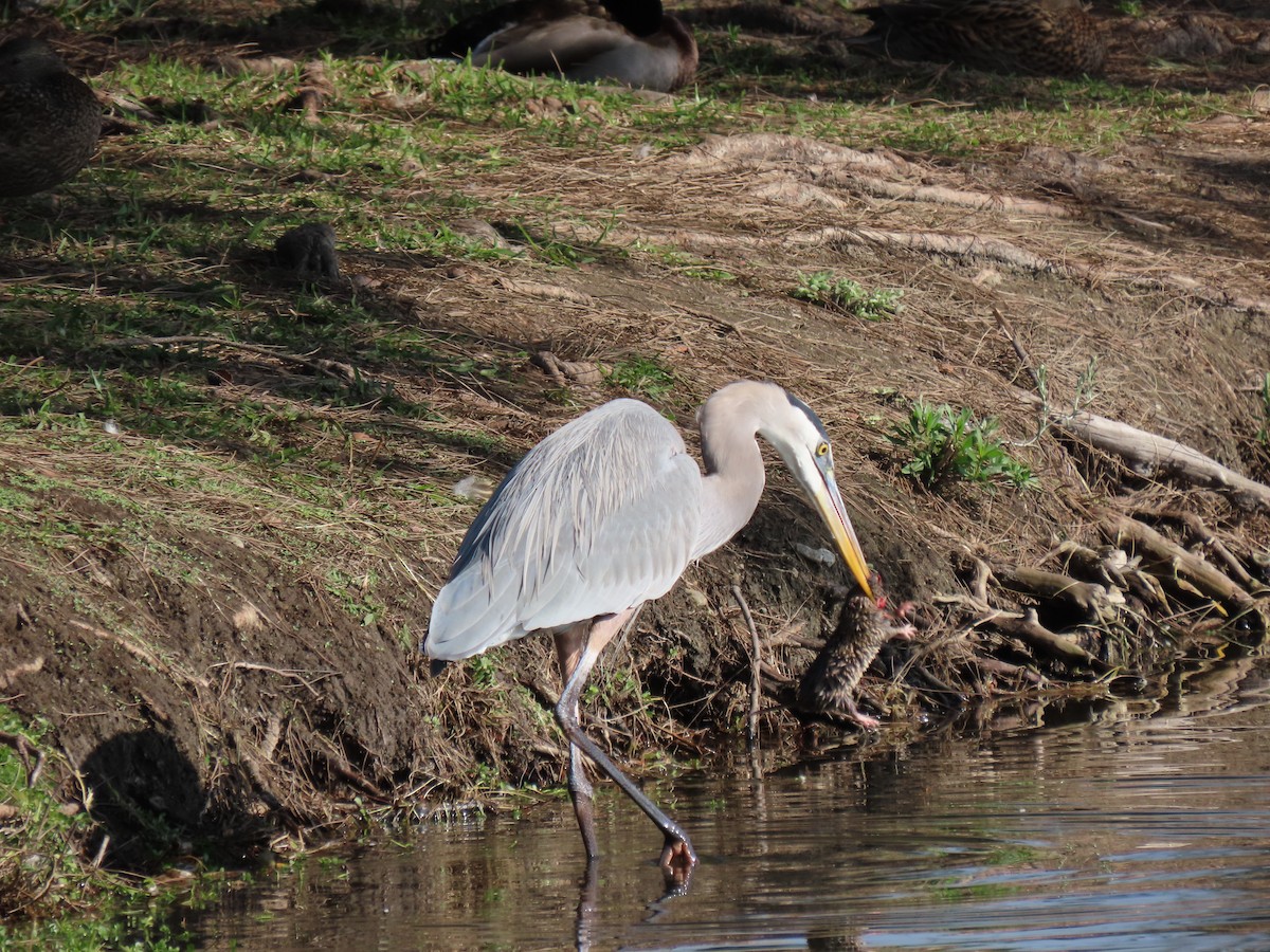 Great Blue Heron - ML646352642