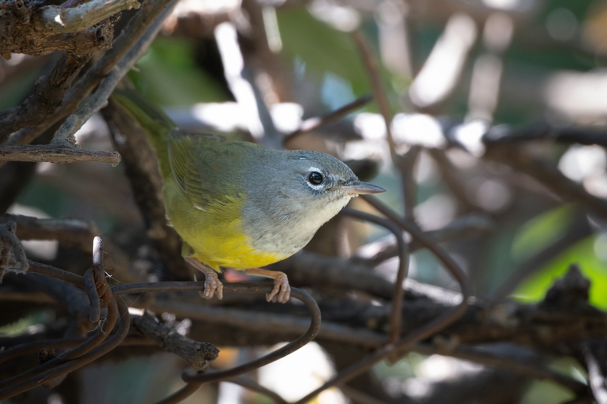 MacGillivray's Warbler - ML646352646