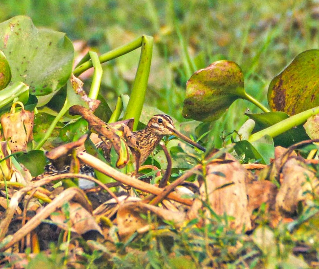 Common Snipe - ML646352647