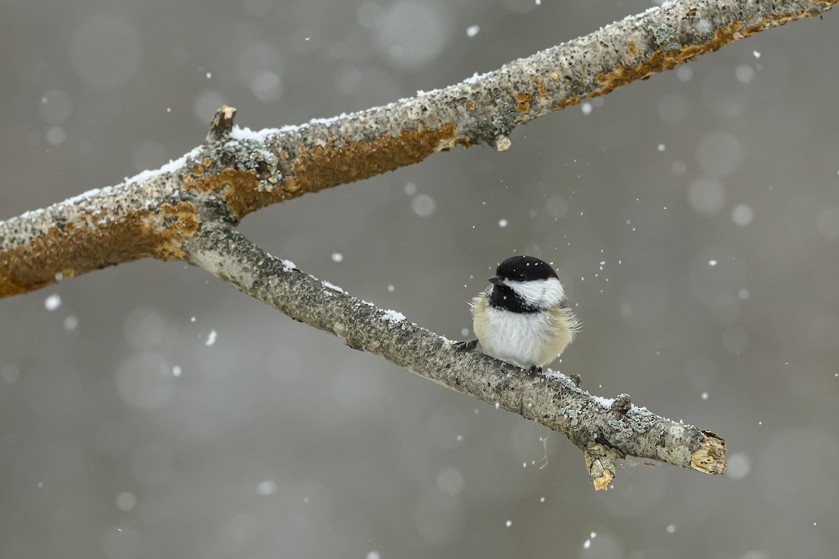 Гаїчка світлокрила - ML646352648
