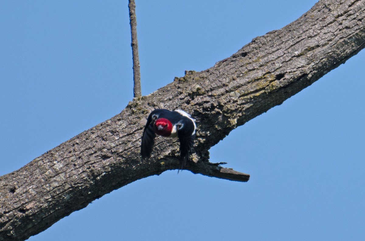 Red-headed Woodpecker - ML646352649