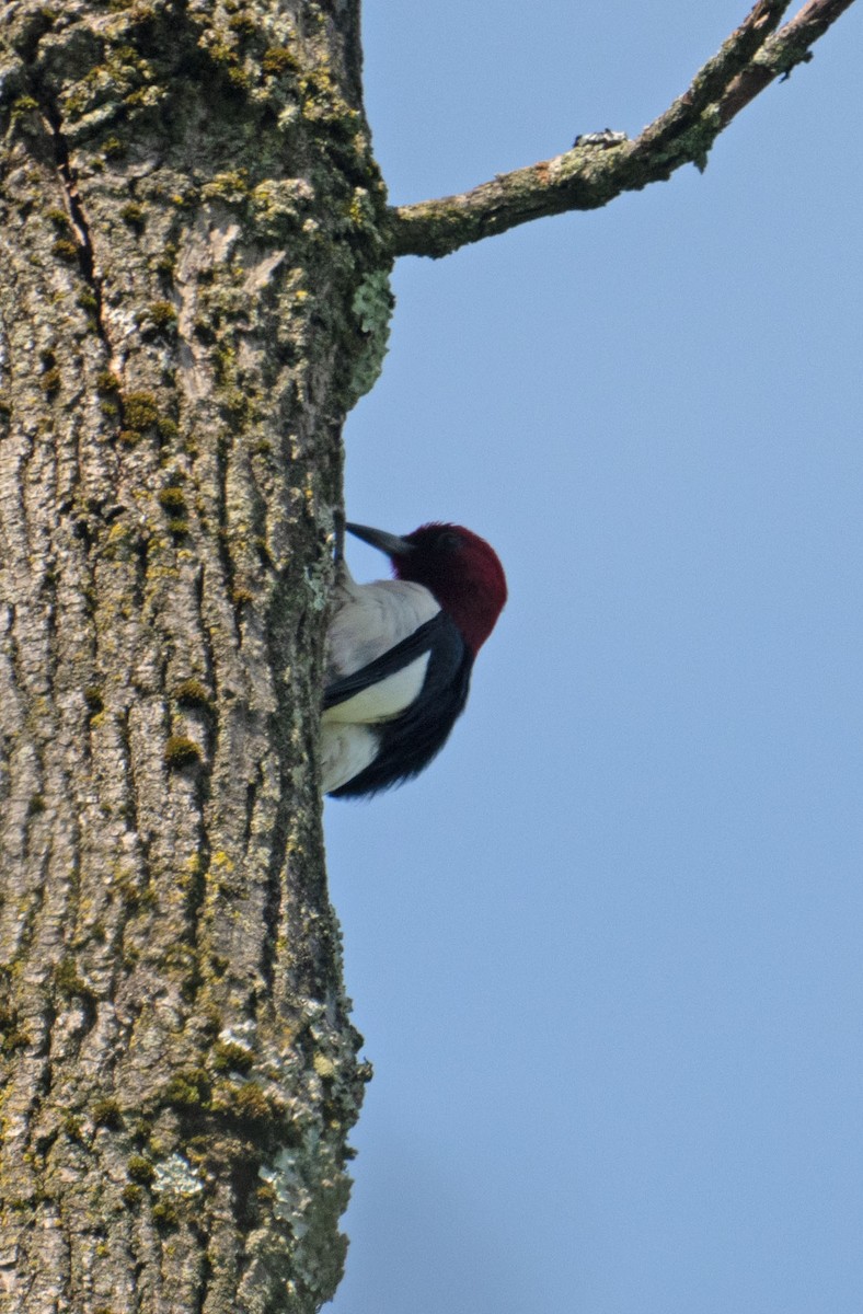 Red-headed Woodpecker - ML646352650