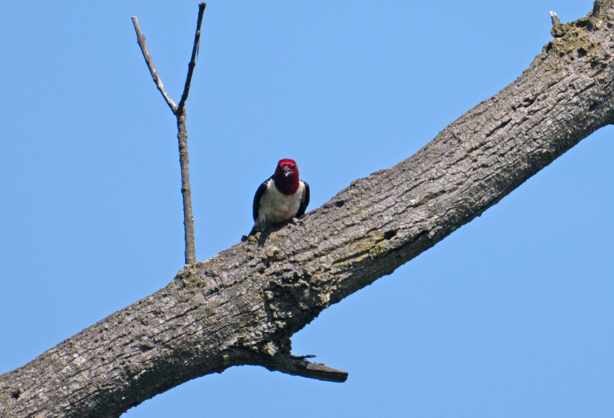 Red-headed Woodpecker - ML646352651