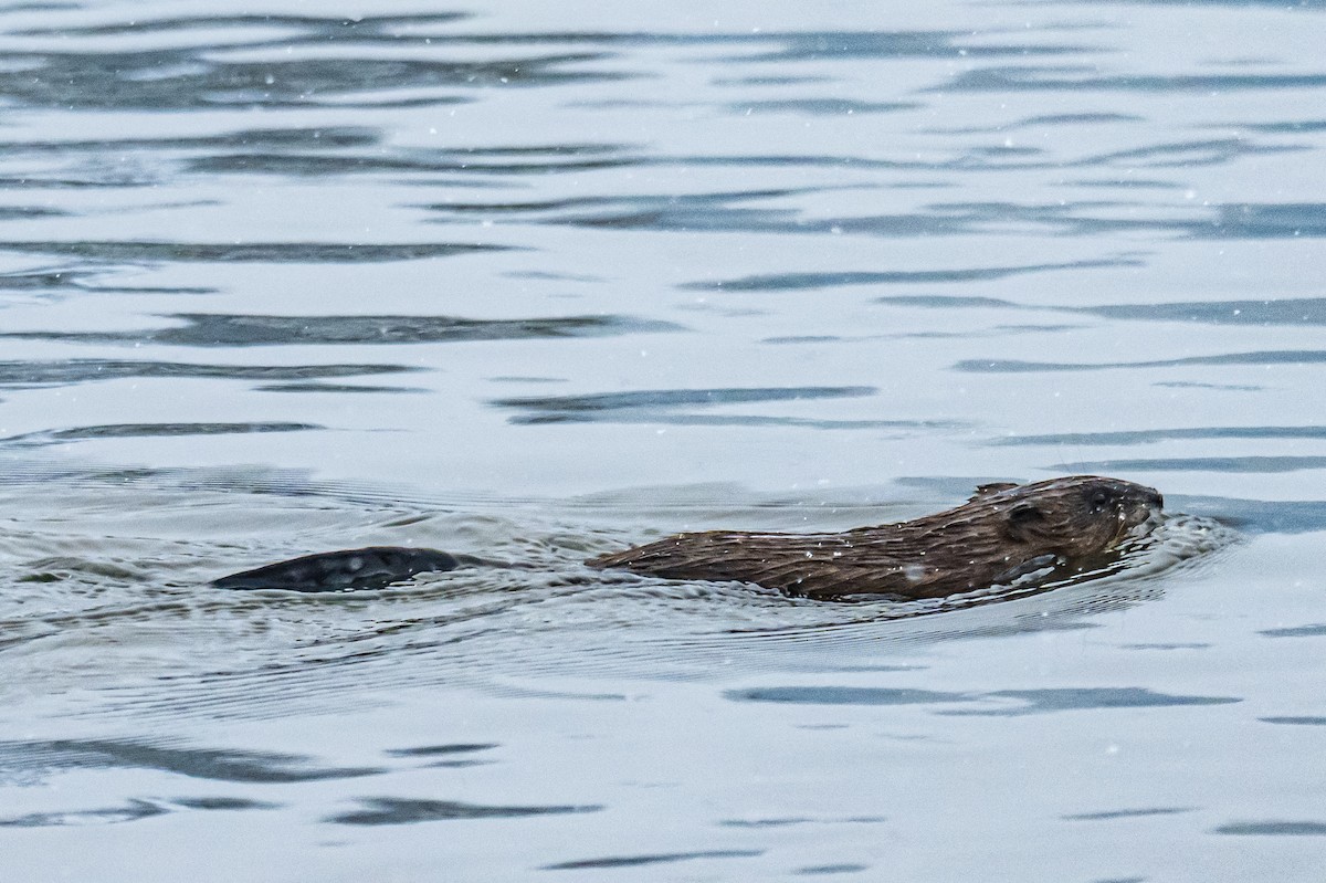 Muskrat - ML646352653