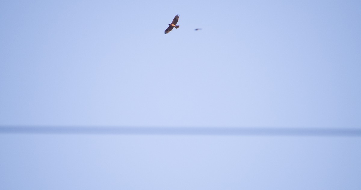 Bonelli's Eagle - ML646352662