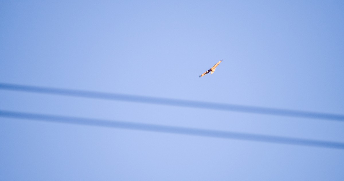 Bonelli's Eagle - ML646352664