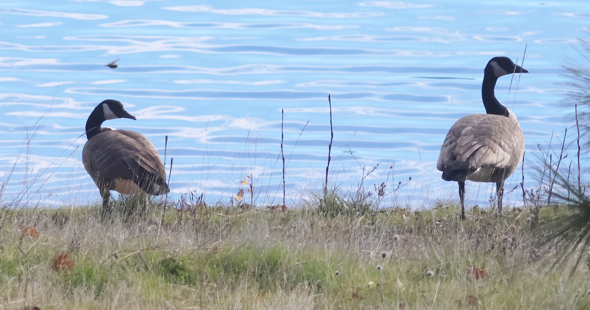 Kanadagans - ML646352665