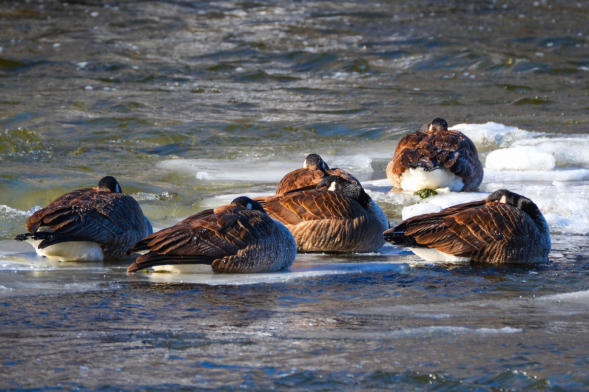 Kanadagans - ML646352666