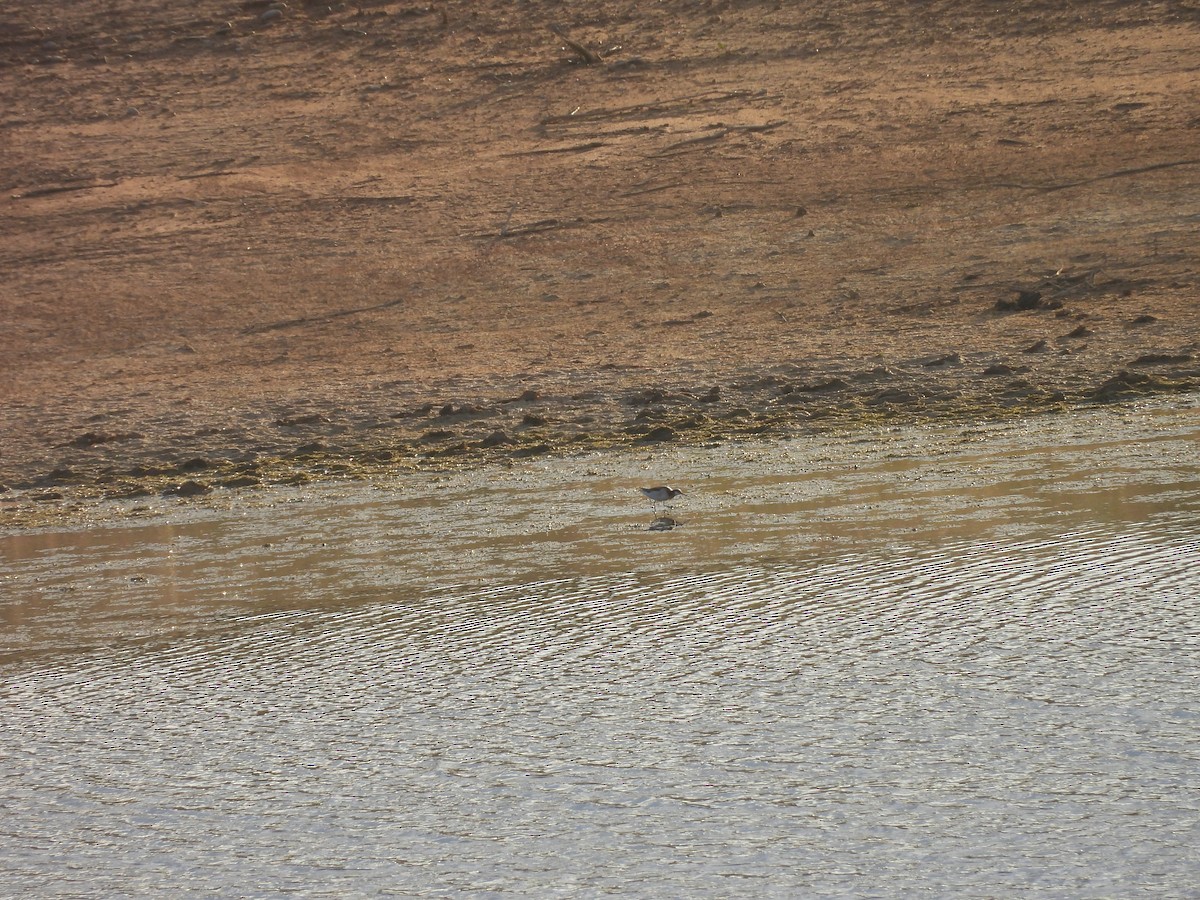 Wilson's Phalarope - ML646352667
