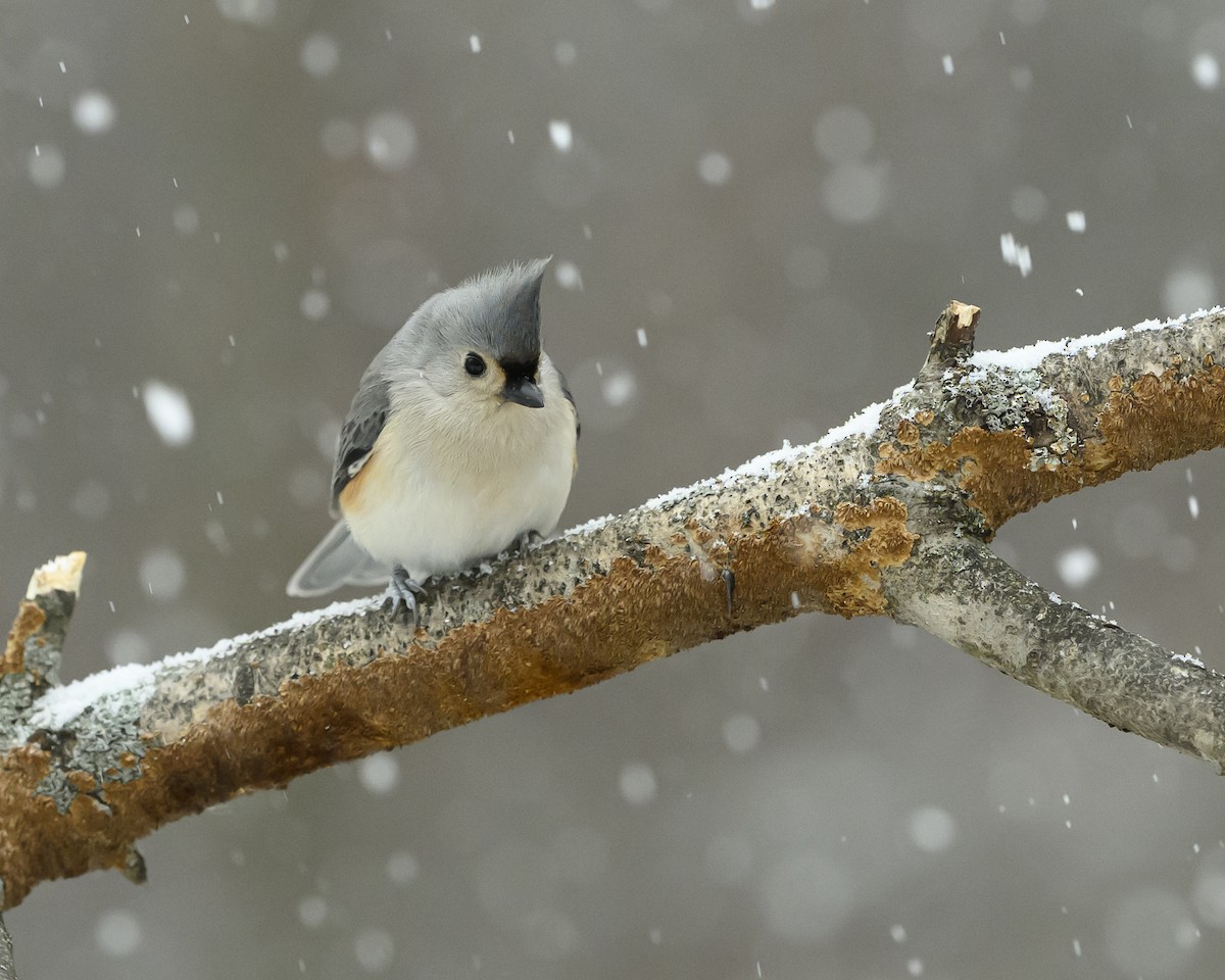 Tufted Titmouse - ML646352668
