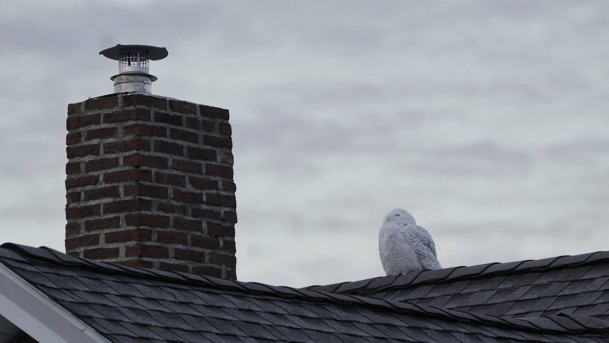Snowy Owl - ML646352670