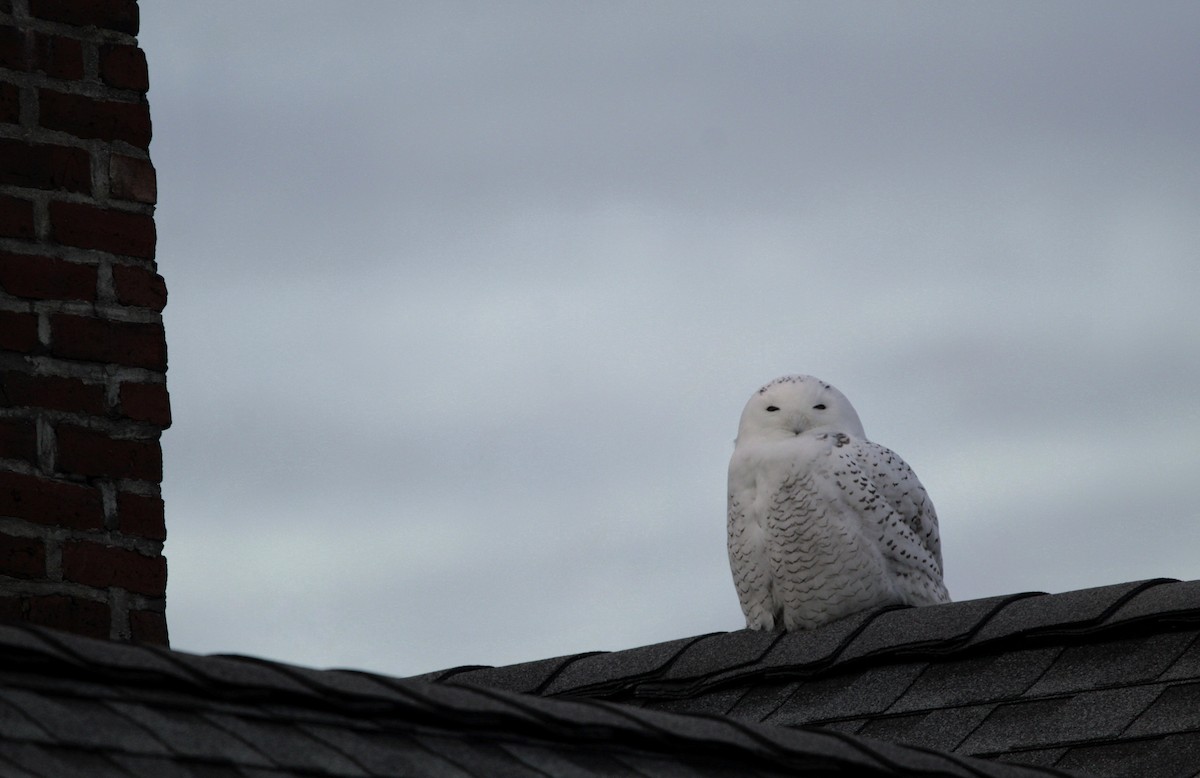 Snowy Owl - ML646352671