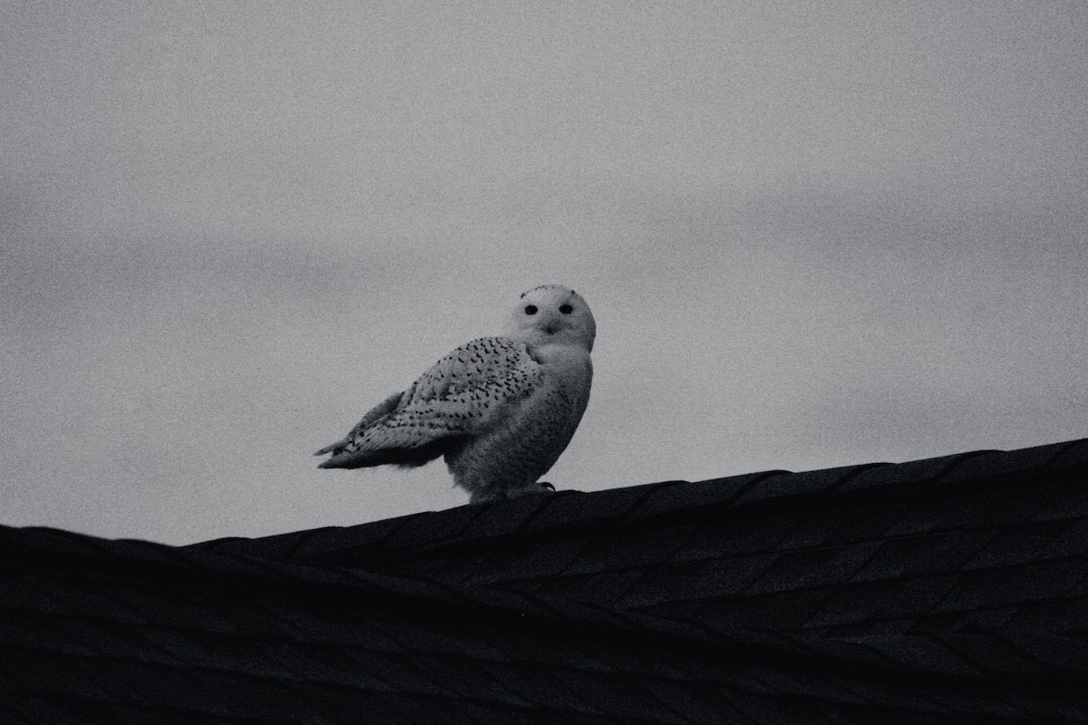 Snowy Owl - ML646352672