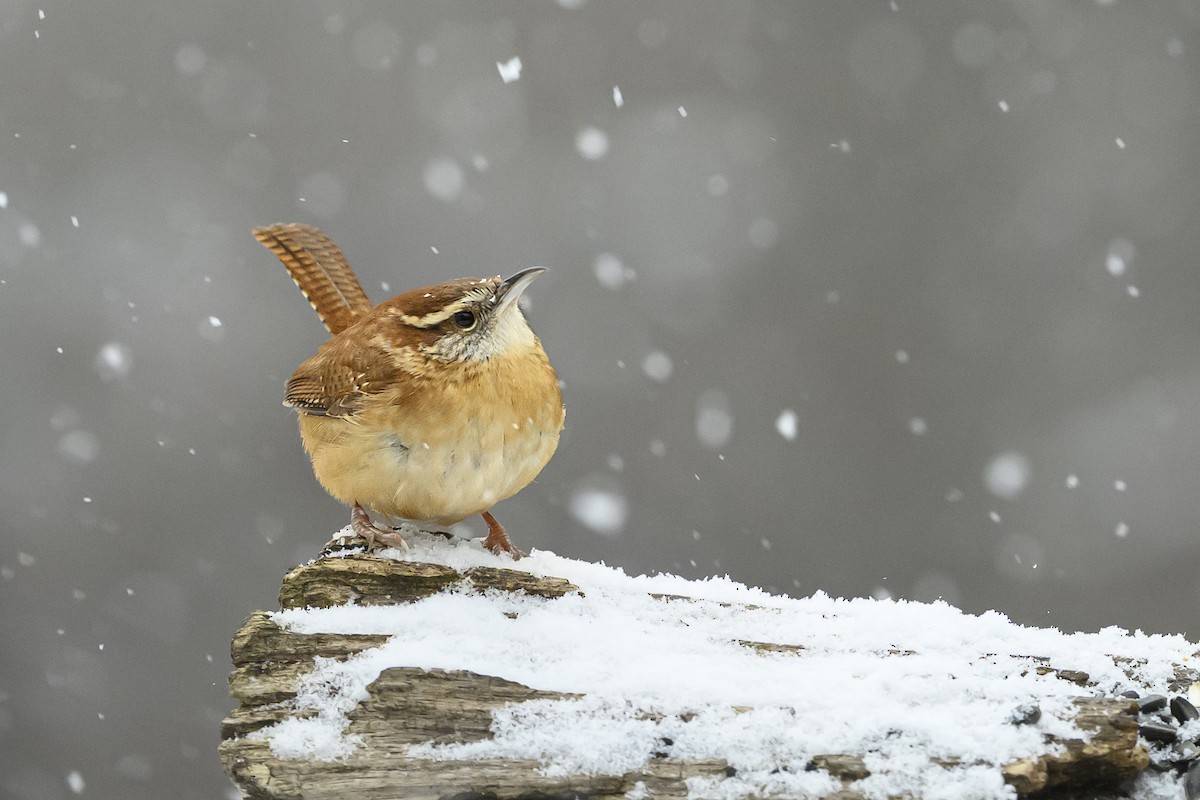Carolina Wren - ML646352674