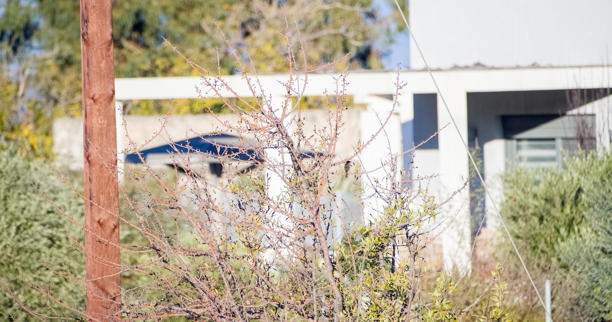 Common Chaffinch - ML646352676