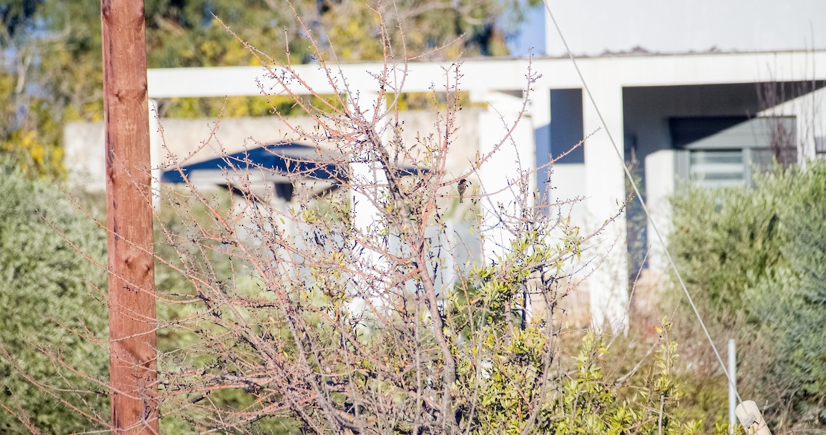 Common Chaffinch - ML646352677