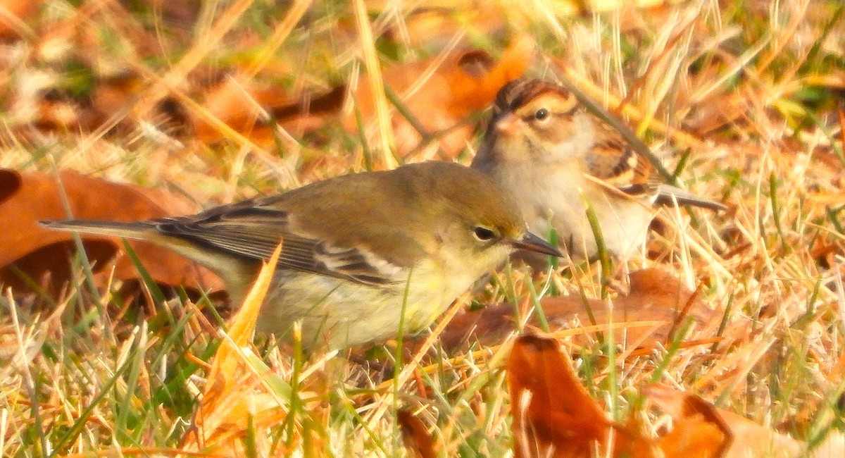 Pine Warbler - ML646352678