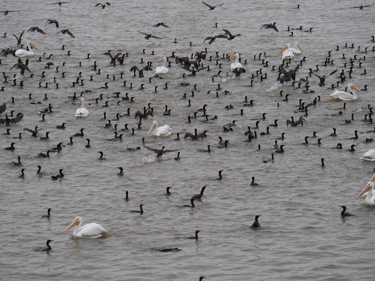 Neotropic Cormorant - ML646352680