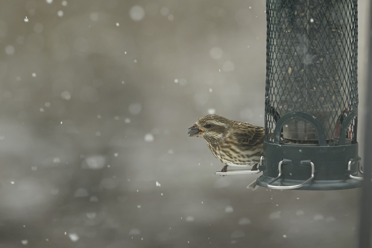 Purple Finch - ML646352681