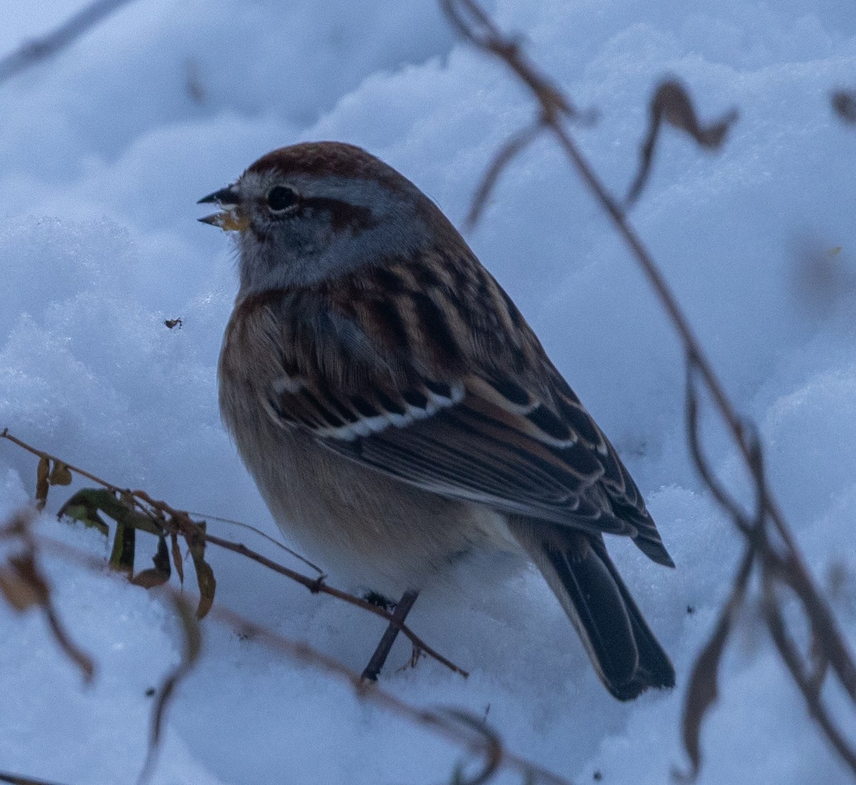 American Tree Sparrow - ML646352682