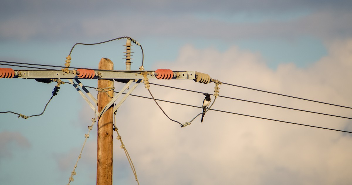 Eurasian Magpie - ML646352683