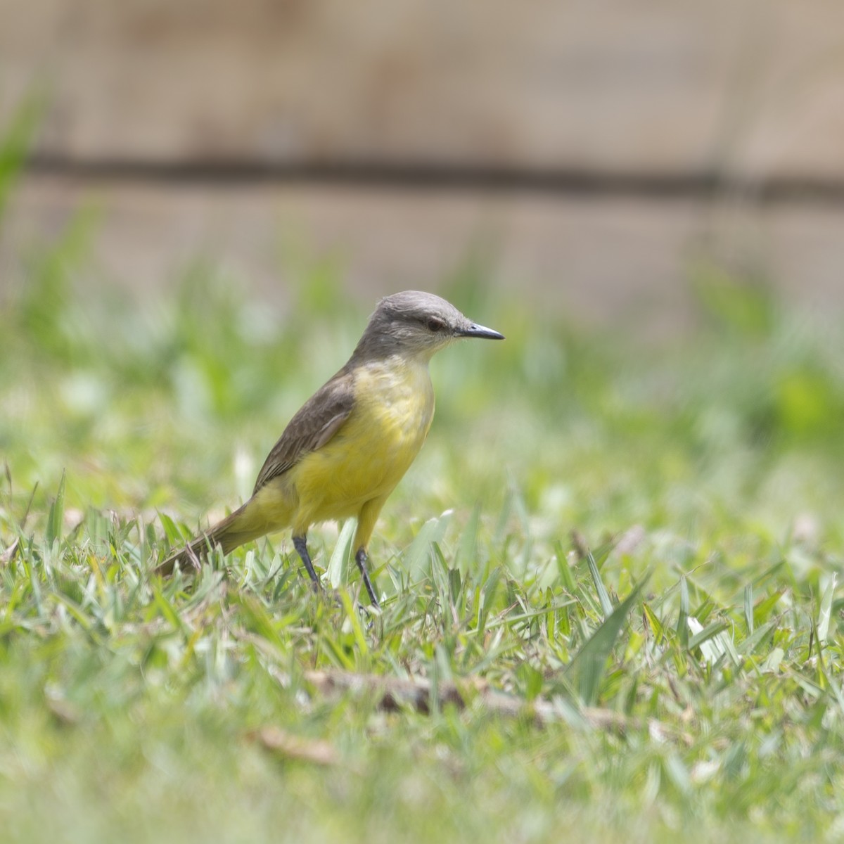 Cattle Tyrant - ML646352684