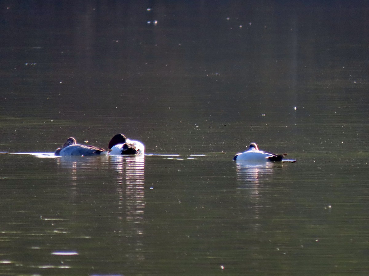 Canvasback - ML646352685