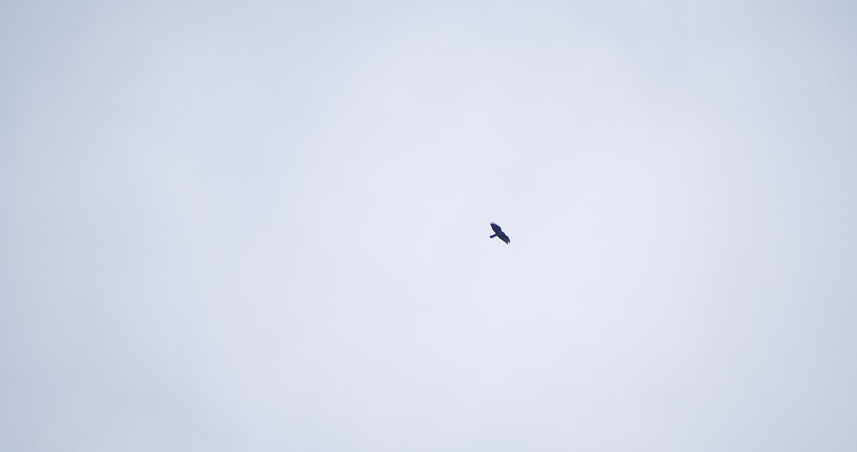 Common Buzzard - ML646352686