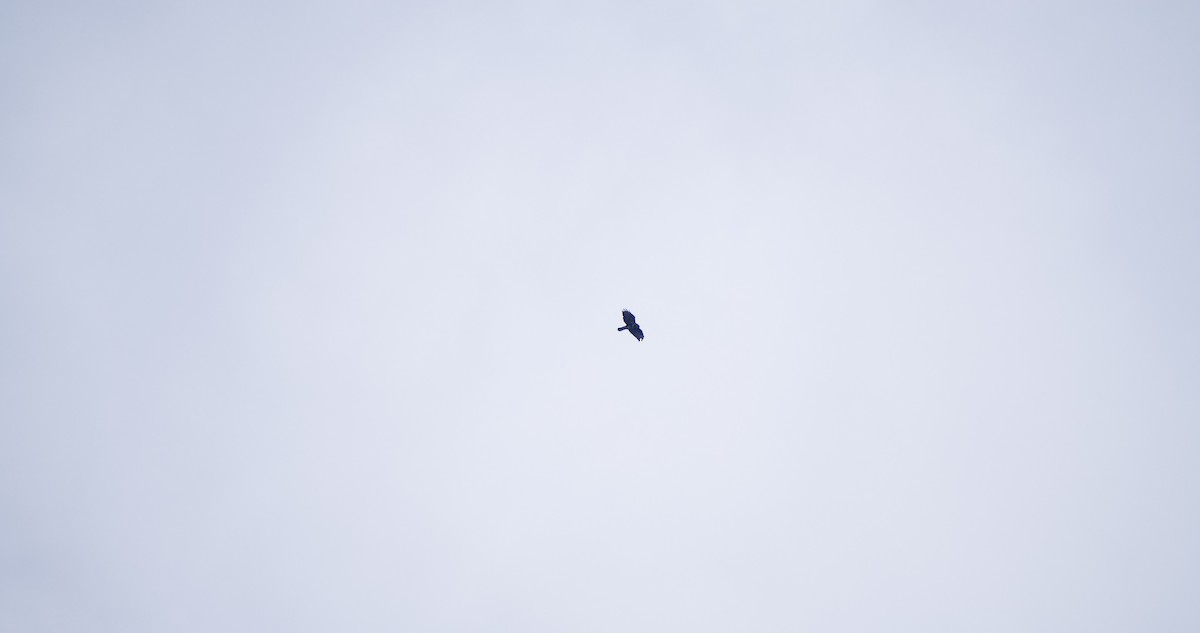 Common Buzzard - ML646352687