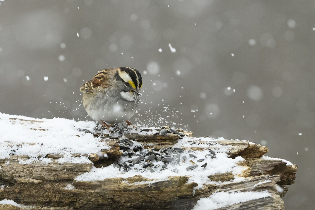 White-throated Sparrow - ML646352689