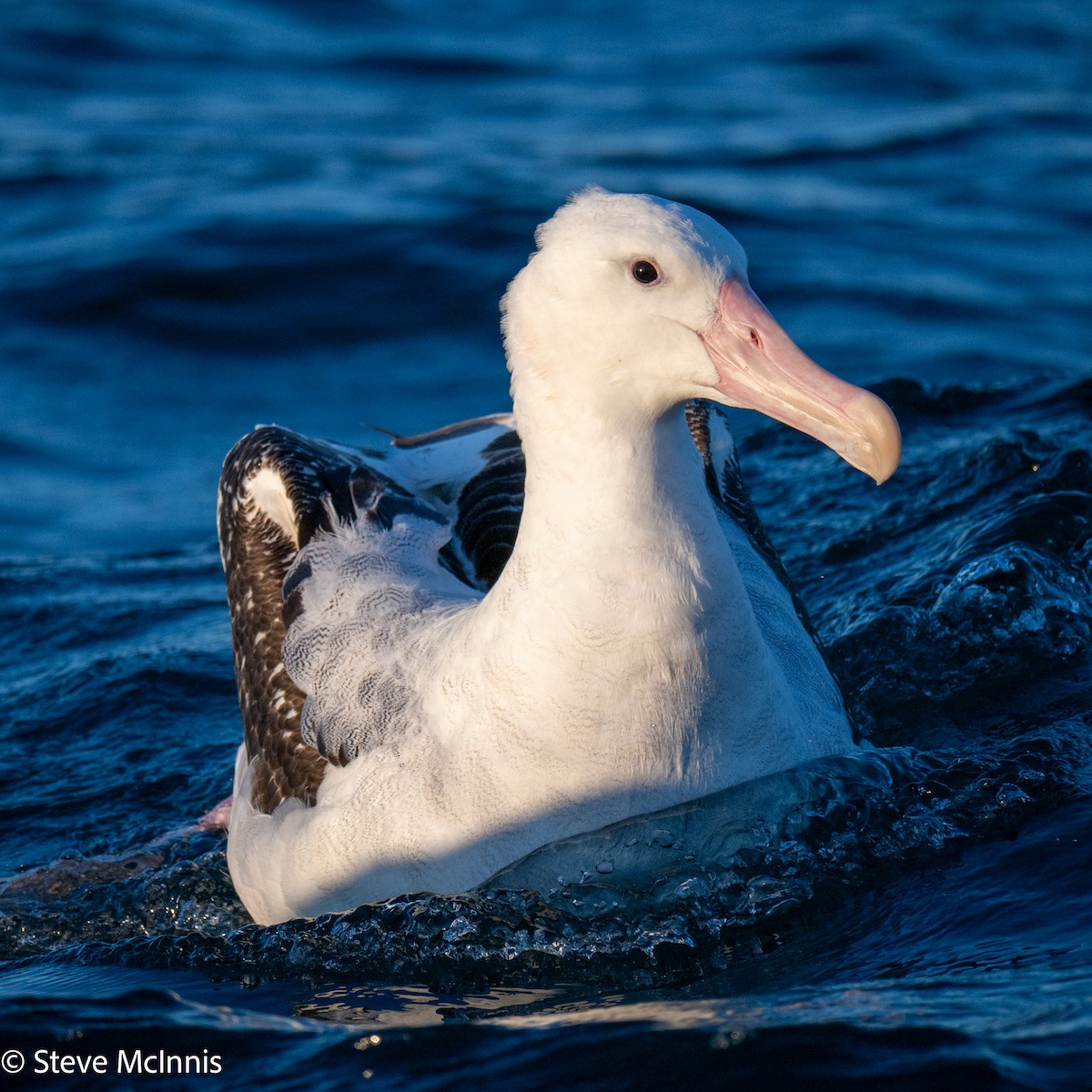 Antipodean Albatross (Gibson's) - ML646352690