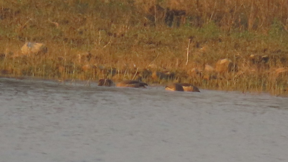 Gadwall - ML646352691