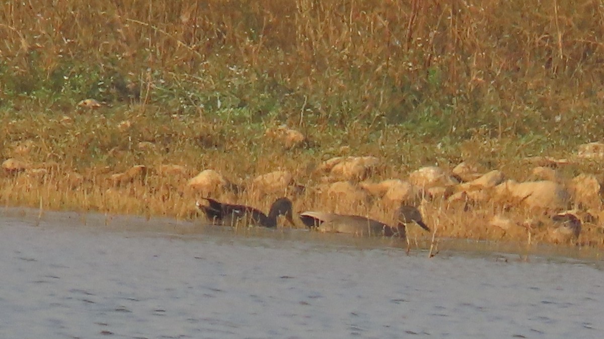 Gadwall - ML646352692