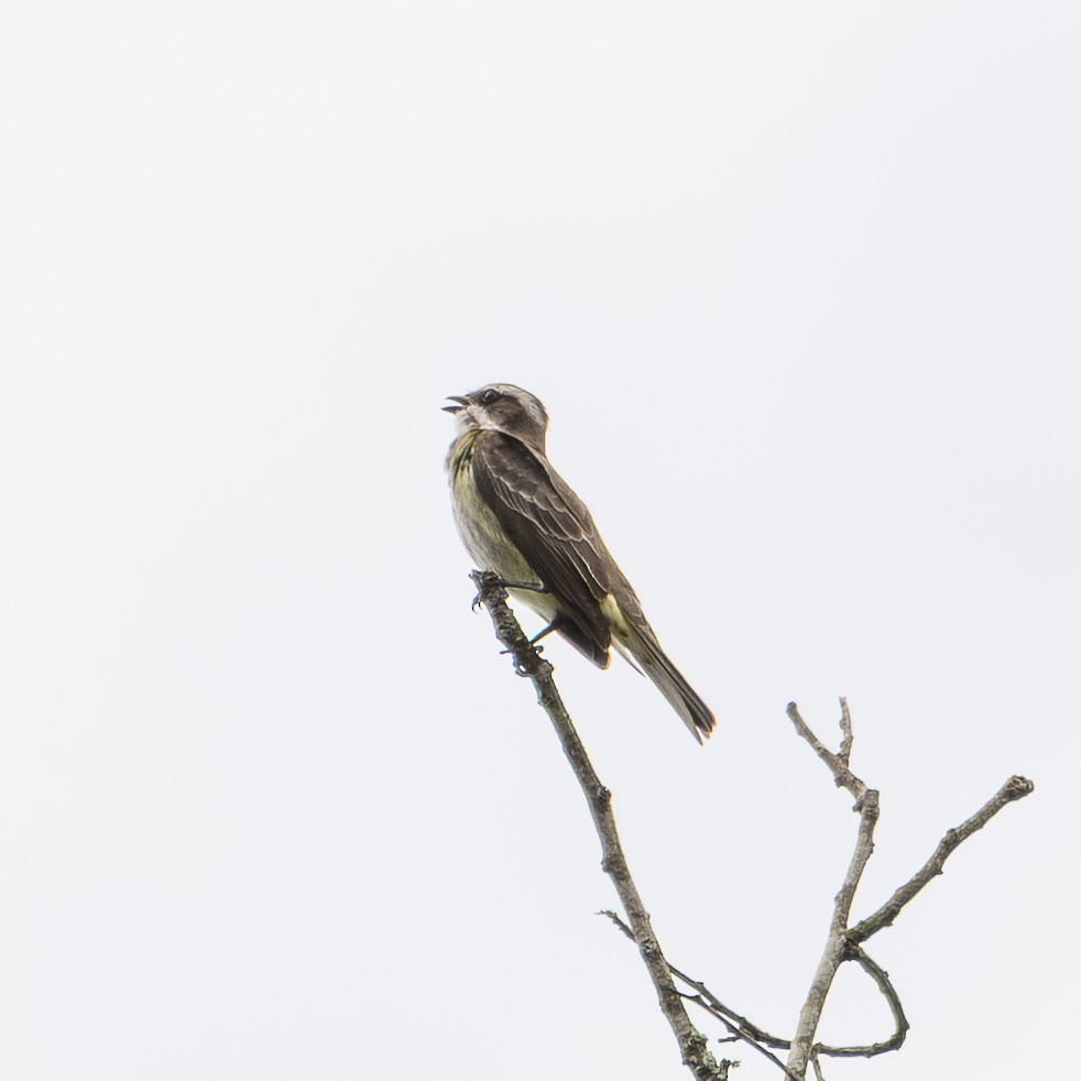 Piratic Flycatcher - ML646352694