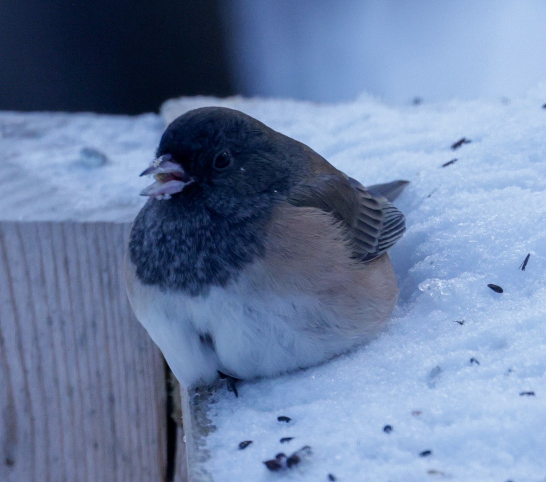 Dark-eyed Junco - ML646352695