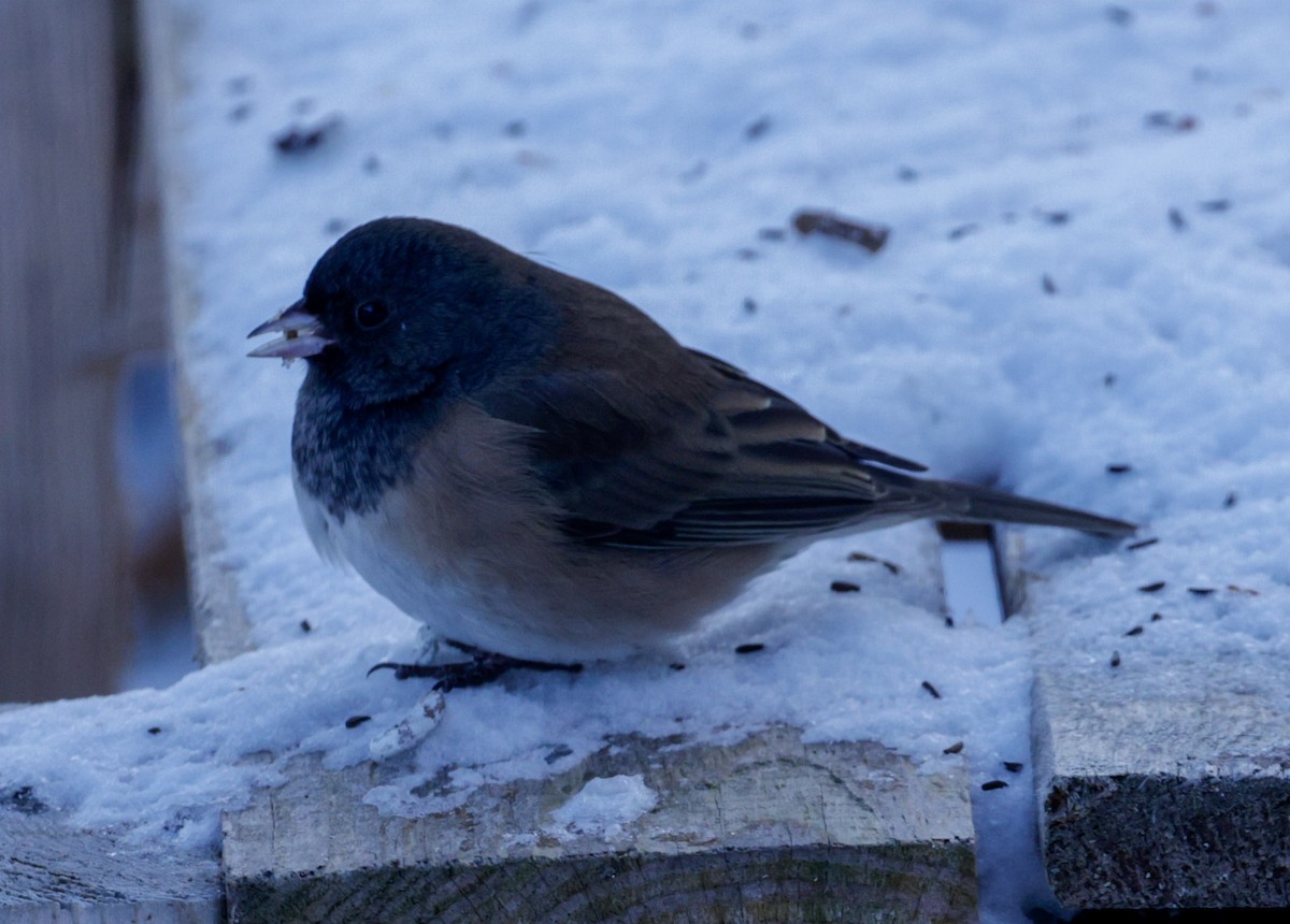Dark-eyed Junco - ML646352696