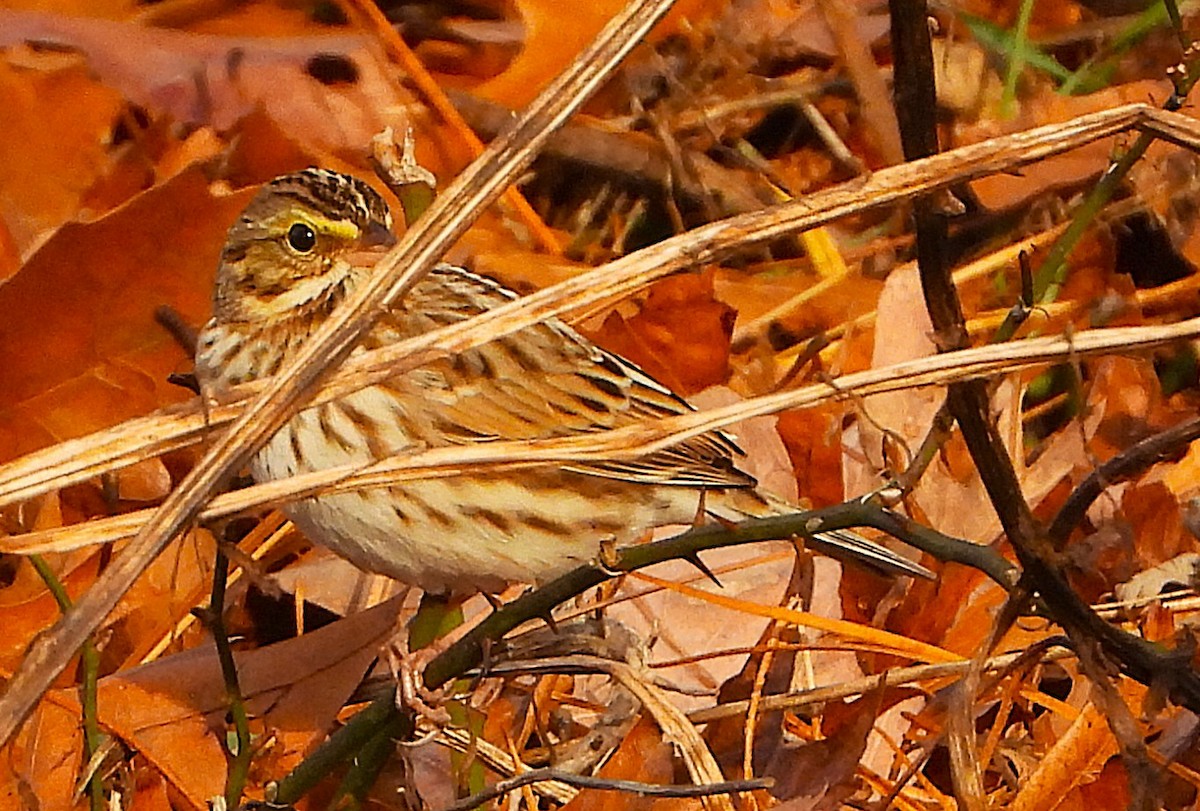 Savannah Sparrow - ML646352697