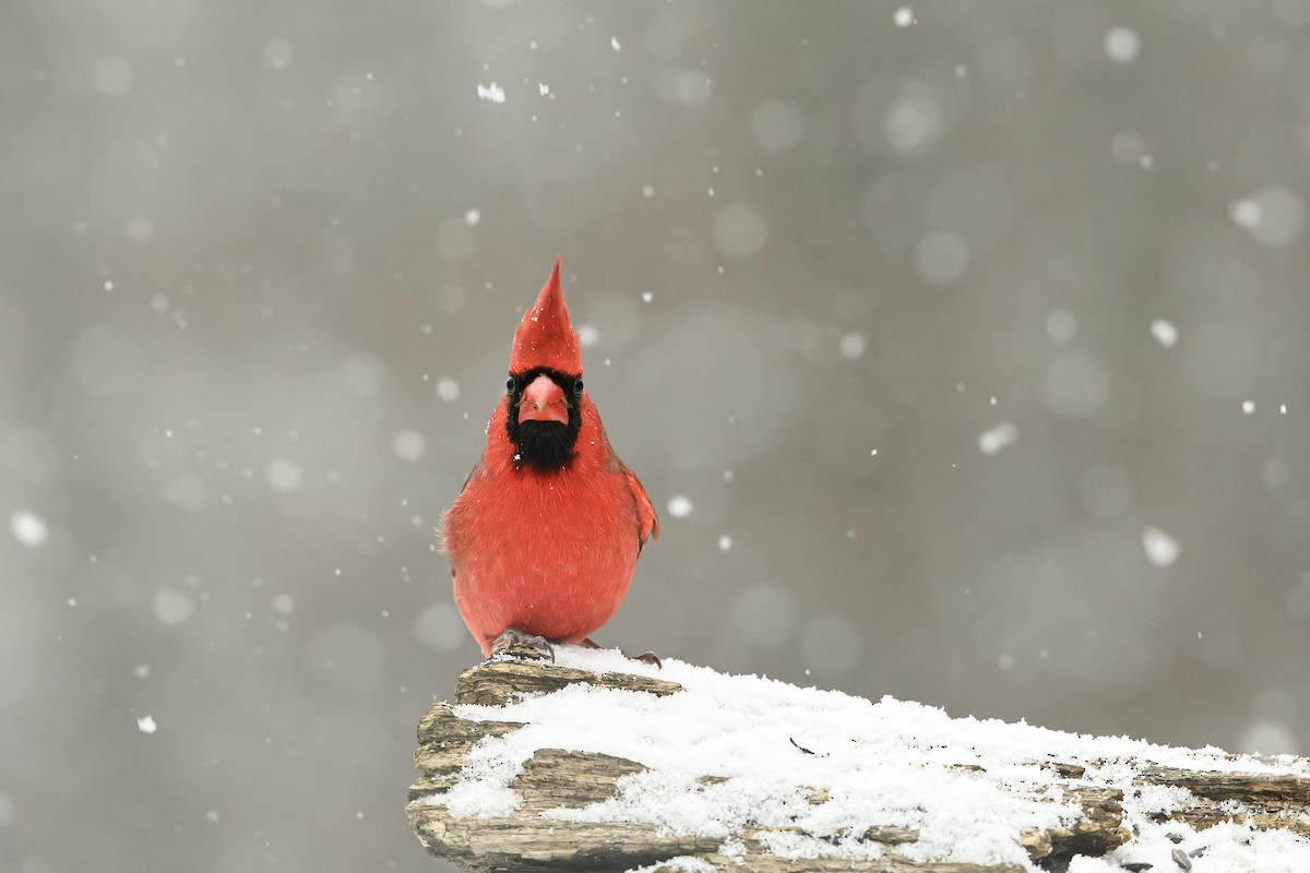 Northern Cardinal - ML646352698