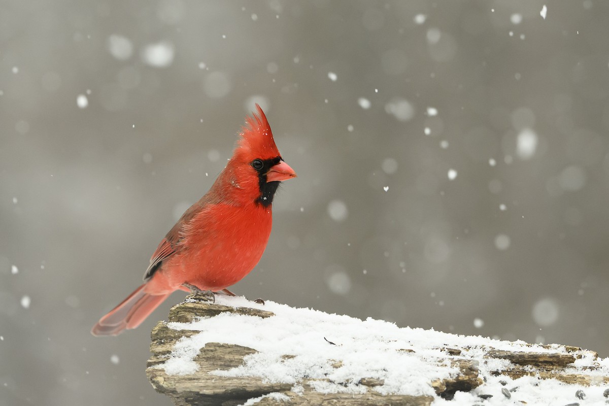 Northern Cardinal - ML646352699