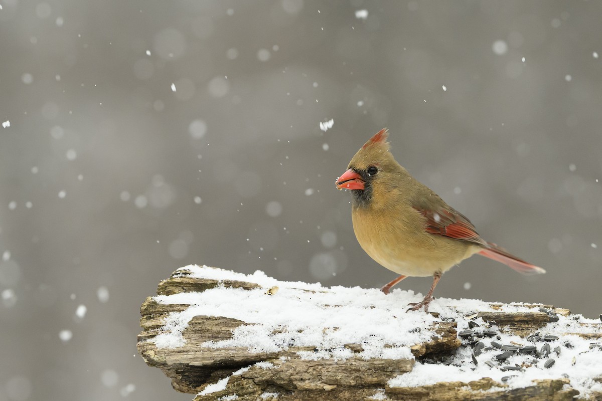 Northern Cardinal - ML646352700