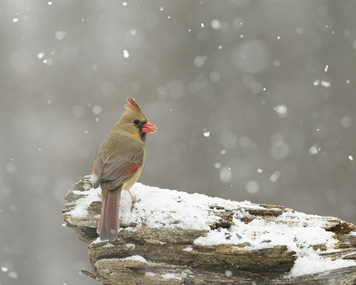 Northern Cardinal - ML646352701