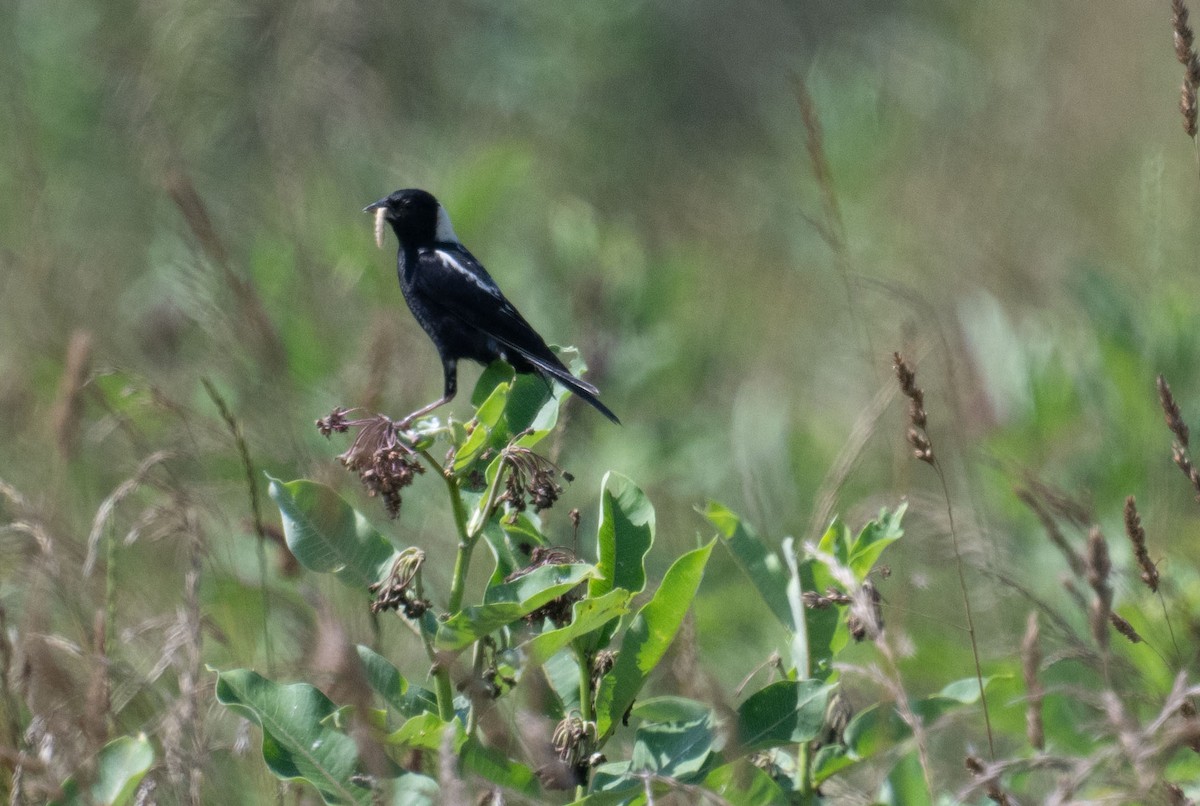 Bobolink - ML646352702