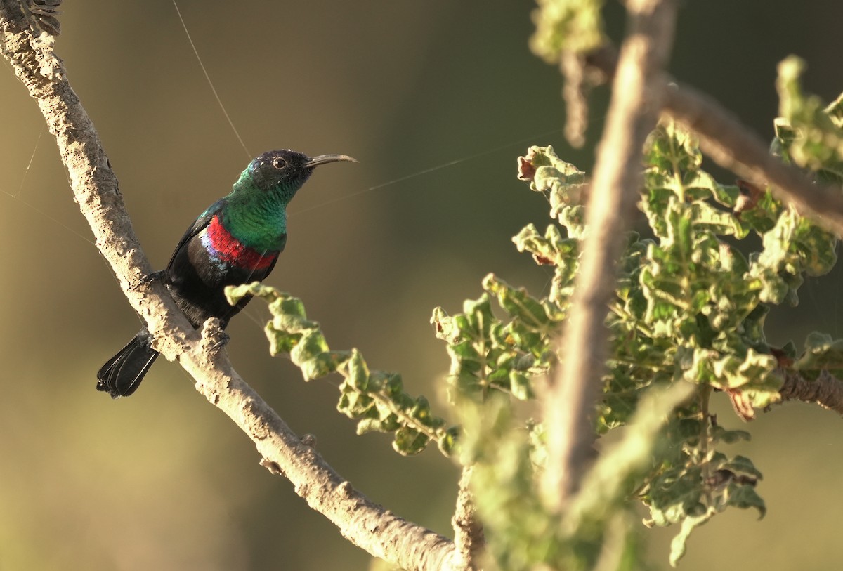 Abyssinian Sunbird - ML646352703