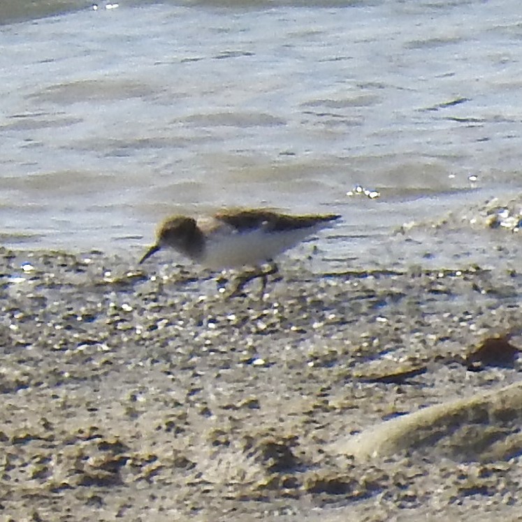 Least Sandpiper - ML646352705