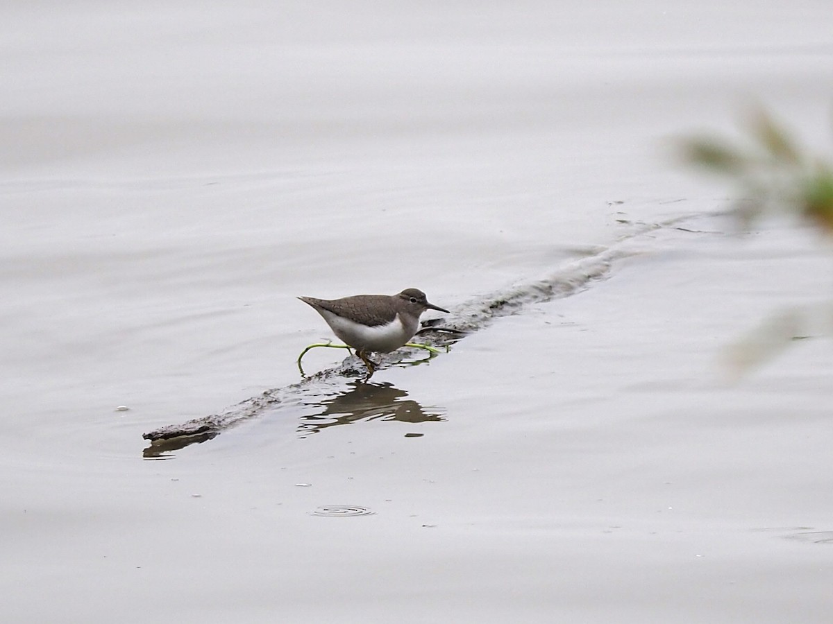 Spotted Sandpiper - ML646352706