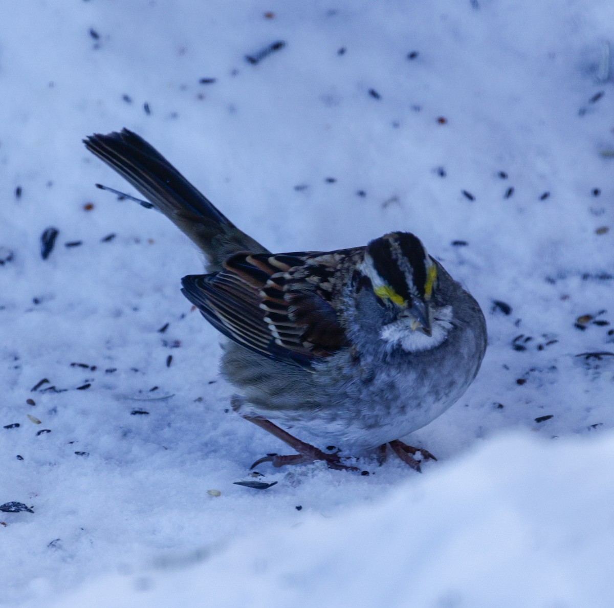 White-throated Sparrow - ML646352707