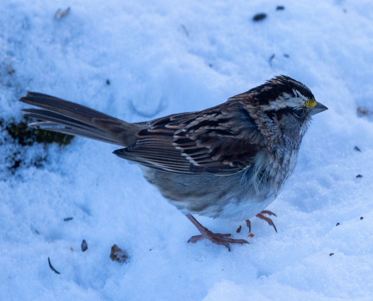 White-throated Sparrow - ML646352708